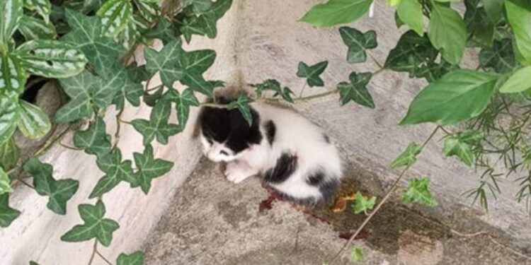 Alldaynews.gr Απίστευτη κτηνωδία: Ιδιοκτήτης μεζεδοπωλείου κλωτσάει με βία πεινασμένο γατάκι μπροστά στους πελάτες – Σοκαριστικό βίντεο