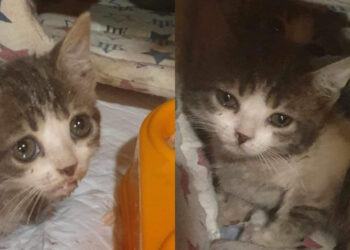 Φρίκη στο Παγκράτι:  Γυναίκα προσπάθησε να πνίξeι γατάκια