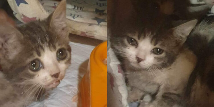 Alldaynews.gr Φρίκη στο Παγκράτι:  Γυναίκα προσπάθησε να πνίξeι γατάκια