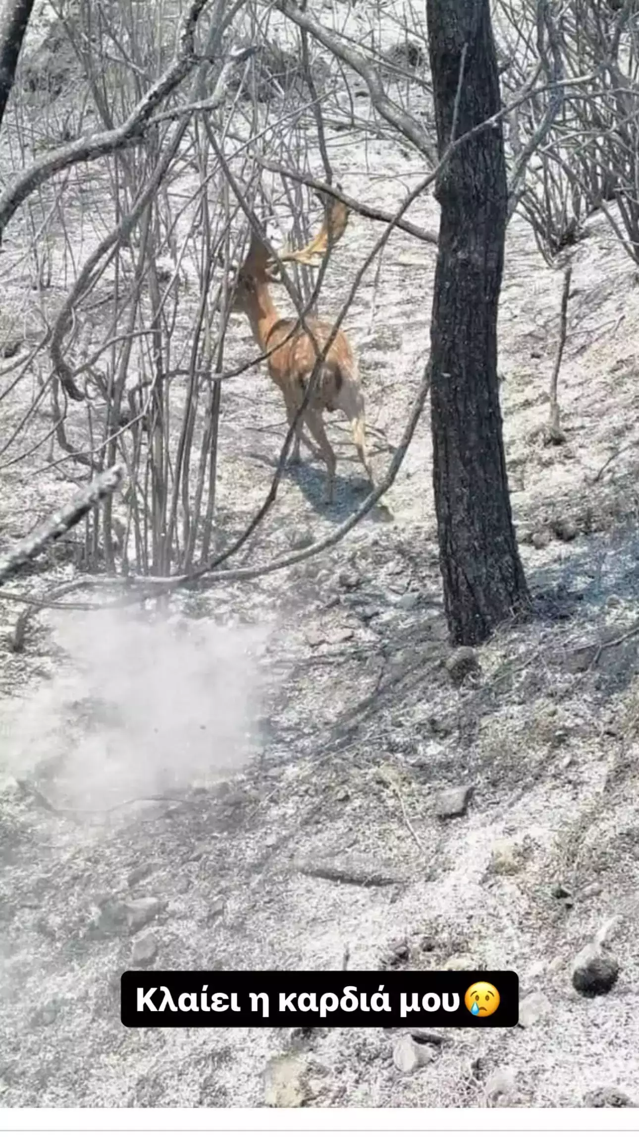 Αντελίνα Βαρθακούρη Φωτιά Ρόδο