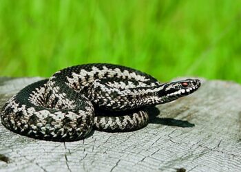 Οχιές: Σε ποιες περιοχές της Ελλάδας υπάρχουν και τι πρέπει να κάνετε αν σας τσιμπήσουν