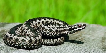 Οχιές: Σε ποιες περιοχές της Ελλάδας υπάρχουν και τι πρέπει να κάνετε αν σας τσιμπήσουν