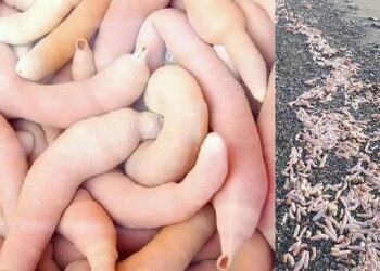 Χιλιάδες ψάρια σε σχήμα φαλλού ξεβράστηκαν σε παραλίες – Θεωρούνται λιχουδιά