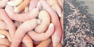 Χιλιάδες ψάρια σε σχήμα φαλλού ξεβράστηκαν σε παραλίες – Θεωρούνται λιχουδιά