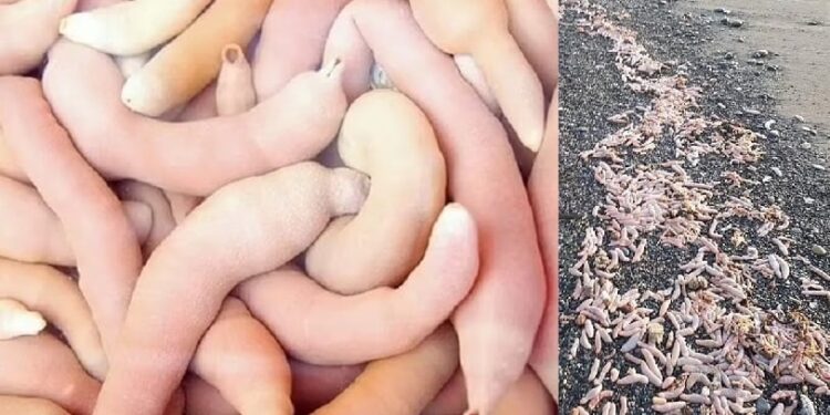 Χιλιάδες ψάρια σε σχήμα φαλλού ξεβράστηκαν σε παραλίες – Θεωρούνται λιχουδιά