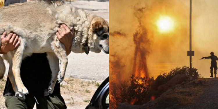 Φωτιά-Λαγονήσι: «Αυτή τη στιγμή θέλω να πεθάνω» – Η ανάρτηση της υπεύθυνης του καταφυγίου ζώων που κάηκε