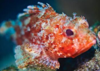 Τσίμπημα από ψάρι σκορπιό ή λεοντόψαρο: Τι θα νιώσετε και τι πρέπει να κάνετε