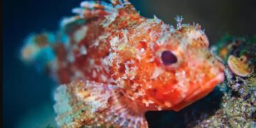 Alldaynews.gr Τσίμπημα από ψάρι σκορπιό ή λεοντόψαρο: Τι θα νιώσετε και τι πρέπει να κάνετε