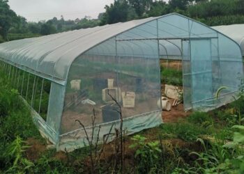 Σκηνές αρχαίας τραγωδίας: 29χρονος κpεμάστηκε από δέντρο έξω από το θερμοκήπιό του!