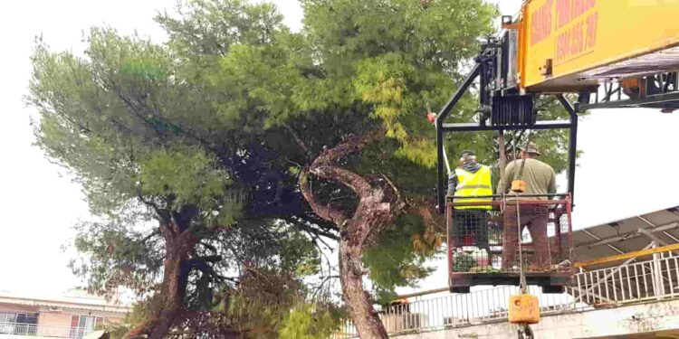 Alldaynews.gr Εργαζόμενος του ΑΔΜΗΕ «κεραυνοβολήθηκε» στην προσπάθεια του να κόψει δένδρα