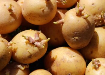 Oι πατάτες με φύτρες μπορεί να είναι επικίνδυνες: Τι μπορείτε να κάνετε πριν τις καταναλώσετε