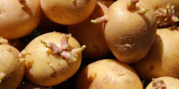 Oι πατάτες με φύτρες μπορεί να είναι επικίνδυνες: Τι μπορείτε να κάνετε πριν τις καταναλώσετε