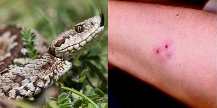 Alldaynews.gr Οχιές: Σε ποιες περιοχές της Ελλάδας υπάρχουν και τι πρέπει να κάνετε αν σας τσιμπήσουν