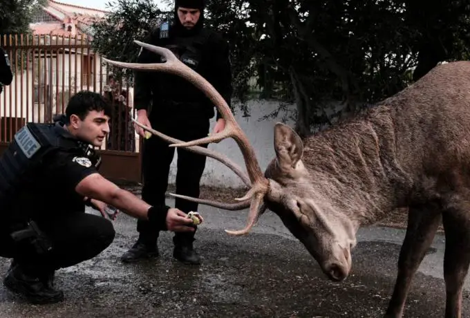 Πάρνηθα Ελάφι αστυνομικός σύκα φωτιά 