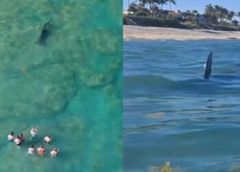 Τρομακτικά πλάνα: Ατάραχοι τουρίστες βγάζουν βίντεο τεράστιο σφυροκέφαλο καρχαρία που τους περικυκλώνει (video)