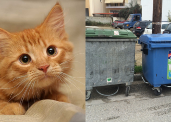 Έλουσε γατάκι με οινόπνευμα, το έβαλε σε σακούλα και το πέταξε στα σκουπίδια