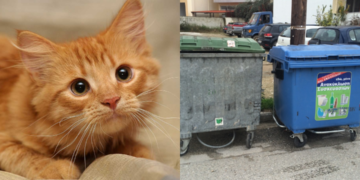 Έλουσε γατάκι με οινόπνευμα, το έβαλε σε σακούλα και το πέταξε στα σκουπίδια