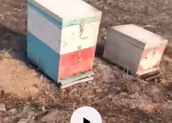 Μελισσοκόμος σπαράζει με λυγμούς βλέποντας τα κατεστραμμένα μελίσσια του από τη φωτιά στον Έβρο – «Κοριτσάκια μου ο πιο σκληρός θάνατος σας βρήκε»