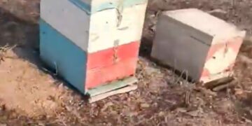 Alldaynews.gr Μελισσοκόμος σπαράζει με λυγμούς βλέποντας τα κατεστραμμένα μελίσσια του από τη φωτιά στον Έβρο – «Κοριτσάκια μου ο πιο σκληρός θάνατος σας βρήκε»
