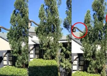Αυστραλία: Τρομακτικό βίντεο με πύθωνα 5 μέτρων να κάνει… βόλτα στη στέγη σπιτιού