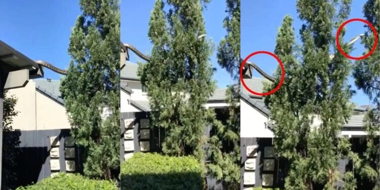 Alldaynews.gr Αυστραλία: Τρομακτικό βίντεο με πύθωνα 5 μέτρων να κάνει… βόλτα στη στέγη σπιτιού