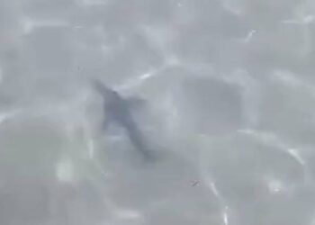 Σαλαμίνα: Καρχαρίας έκανε… βόλτες σε παραλία – Οι λουόμενοι έμειναν άναυδοι (video)