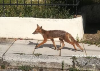 Χαλκιδική: Μια αλεπού «κόβει» βόλτες στους άδειους δρόμους![Φωτογραφίες]