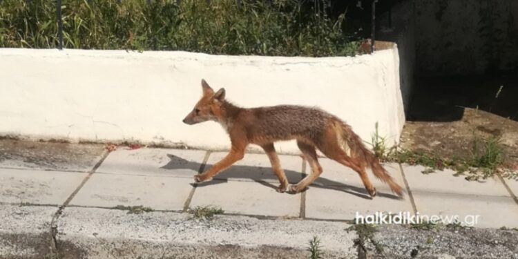 Χαλκιδική: Μια αλεπού «κόβει» βόλτες στους άδειους δρόμους![Φωτογραφίες]