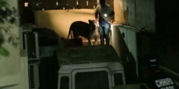 Alldaynews.gr Λιοντάρι το έσκασε από αυτοκίνητο και έκανε βόλτες στη μεγαλύτερη πόλη του Πακιστάν