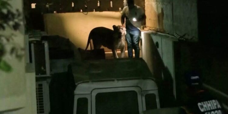 Alldaynews.gr Λιοντάρι το έσκασε από αυτοκίνητο και έκανε βόλτες στη μεγαλύτερη πόλη του Πακιστάν