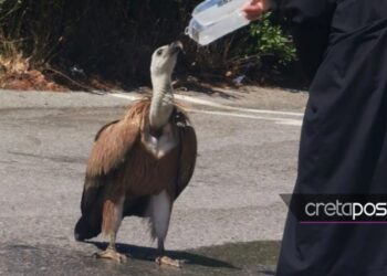 Κρήτη: Εξαντλημένο όρνιο από τη ζέστη στη μέση του δρόμου-Πίνει νεράκι απο τα χέρια Ιερέα[Φωτογραφίες]