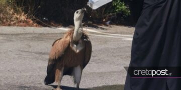 Κρήτη: Εξαντλημένο όρνιο από τη ζέστη στη μέση του δρόμου-Πίνει νεράκι απο τα χέρια Ιερέα[Φωτογραφίες]