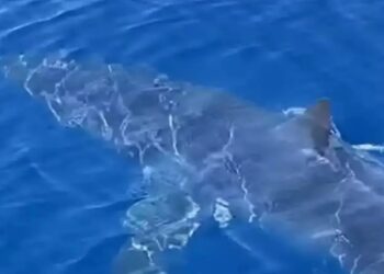 Καρχαρίας Μάκο σκόρπισε τρόμο στη Θάσο[Φωτογραφία]