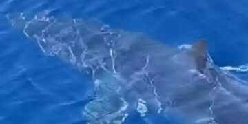 Καρχαρίας Μάκο σκόρπισε τρόμο στη Θάσο[Φωτογραφία]