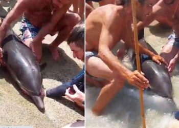 Δελφίνι «ξεβράστηκε» νεκρό σε παραλία της Τήνου