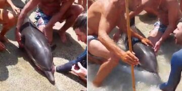 Alldaynews.gr Δελφίνι «ξεβράστηκε» νεκρό σε παραλία της Τήνου