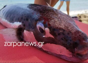 Δελφίνι «ξεβράστηκε» νεκρό σε παραλία της Τήνου