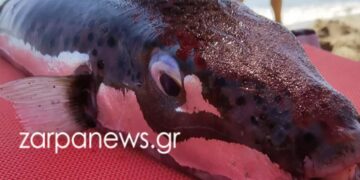 Alldaynews.gr Δελφίνι «ξεβράστηκε» νεκρό σε παραλία της Τήνου