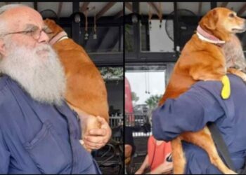 Παπάς στη Λέσβο κουβαλάει στα χέρια μια σκυλίτσα που έχει πρόβλημα με τη μέση της