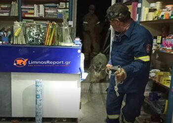 Λήμνος: Τράγος εγκλωβίστηκε σε βιβλιοπωλείο – Απίστευτες εικόνες! Δείτε το Βίντεο