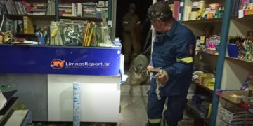 Λήμνος: Τράγος εγκλωβίστηκε σε βιβλιοπωλείο – Απίστευτες εικόνες! Δείτε το Βίντεο