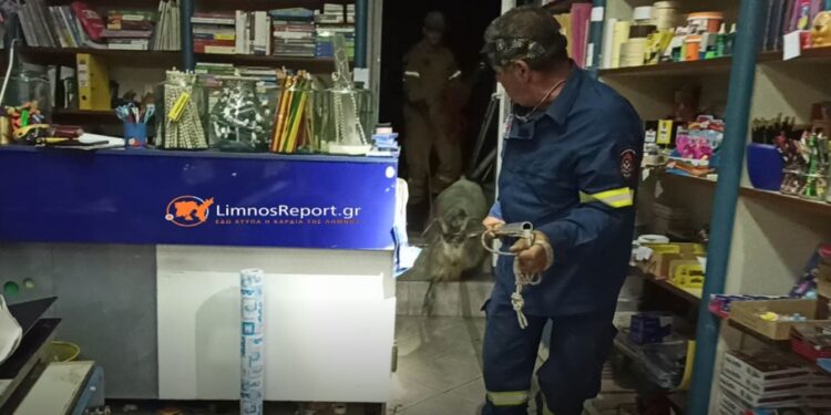 Λήμνος: Τράγος εγκλωβίστηκε σε βιβλιοπωλείο – Απίστευτες εικόνες! Δείτε το Βίντεο