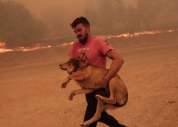 Φωτιά στη Φυλή: Κάτοικος σώζει ζώα από το πύρινο μέτωπο – Δείτε φωτογραφίες