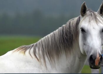 Alldaynews.gr Χαλκίδα: Βρήκαν νεκρό άλογο στο δρόμο – Το βασάνισαν με αλυσίδα και σχοινί πριν πεθάνει