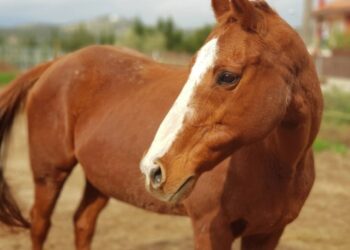 Φρίκη στο Πήλιο: Άρχισε τις περιπτύξεις για να Βιaσει Άλογο και τον πρόλαβαν στο ”Τσακ”