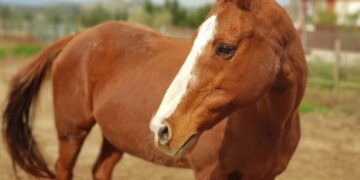 Alldaynews.gr Φρίκη στο Πήλιο: Άρχισε τις περιπτύξεις για να Βιaσει Άλογο και τον πρόλαβαν στο ”Τσακ”