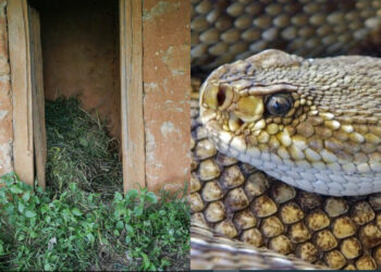 Φρίκη: Ανάγκασαν έφηβη να μείνει σε καλύβα γιατί είχε περίοδο και την σκότωσe φίδι
