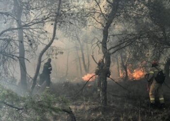 Alldaynews.gr Η στιγμή που 52χρονος Εμπρηστής βάζει φωτιά στη Χαλκίδα-Δείτε το Βίντεο