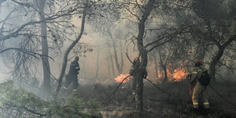 Alldaynews.gr Η στιγμή που 52χρονος Εμπρηστής βάζει φωτιά στη Χαλκίδα-Δείτε το Βίντεο