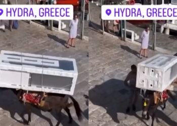 Εικόνες ντροπής: Γαϊδουράκια στην Ύδρα κουβαλάνε μέχρι και ψυγεία – Tι απαντά ο δήμαρχος[video]